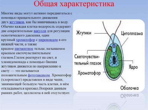 напишите заметку о водорослях (нужно выбрать 1 название водорослей) и написать кратко