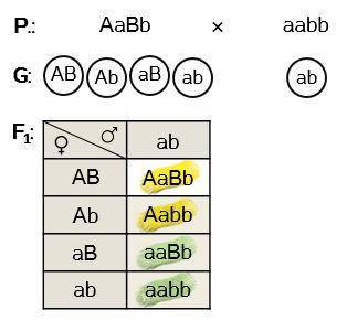 Генетика aabb x AaBb генотип и фенотип
