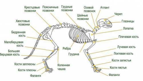 Найти у костяной кошки череп,ребро,ключевая кость,лопатки,бедреная кость