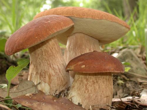 ,грибы это организмы: