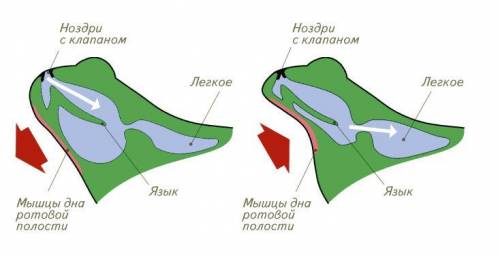 Чем отличается кровеносная система змей от лягушки кратко