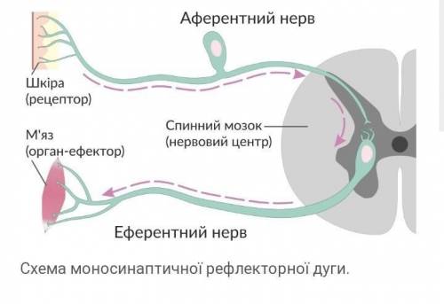 1. Намалюйте схему рефлекторної дуги орієнтаційного рефлексу ( повертання голови при різких звуках )