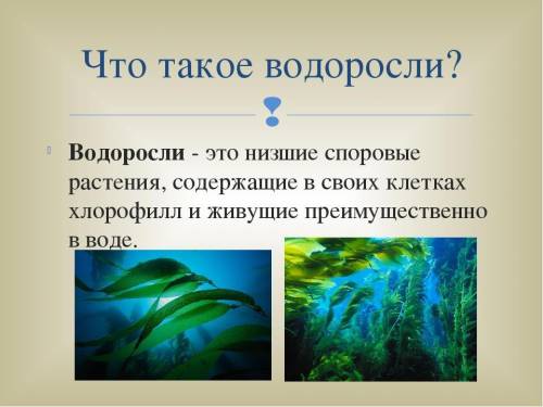 Різниця між водорослями і покрито насінних іть