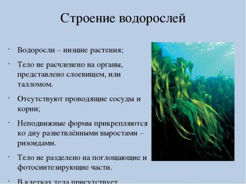 Різниця між водорослями і покрито насінних іть