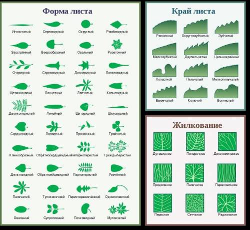 Какие формы у листьев, изображённых на рисунке