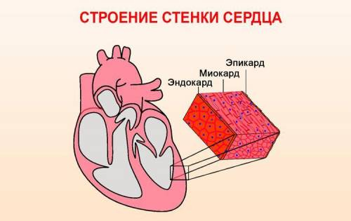 4. Укажіть як називають оболонку серця людини, що вистилає всі камери серця та утворює його клапани