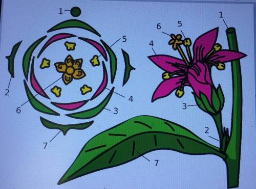 Скласти  формулу та діаграму  квітки, яка має п'ять чашелистків, п'ять пелюсток, багато тичинок та о